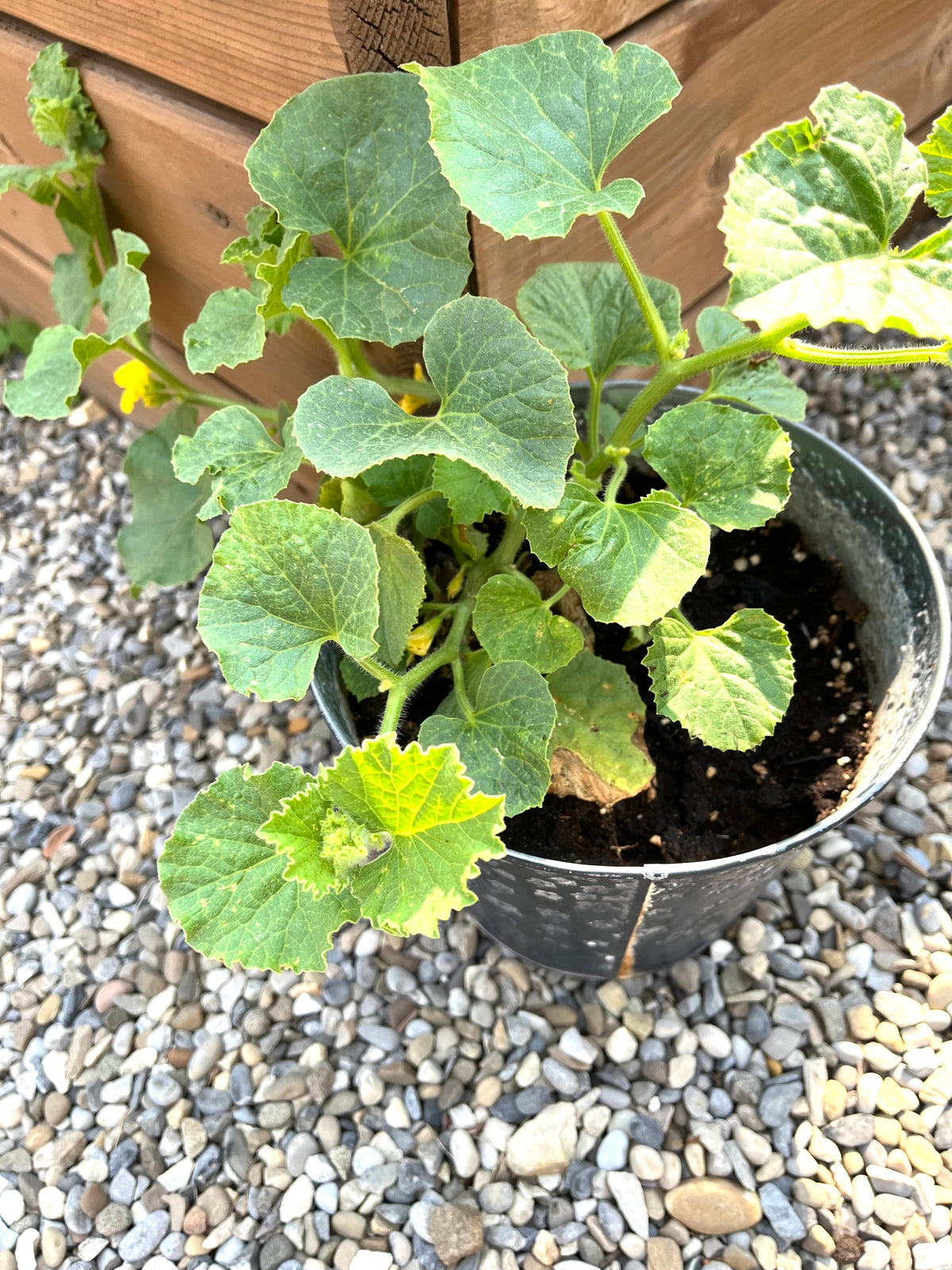 50 PLÁTANO MELÓN Melón Fruta Cucumis Melo Semillas