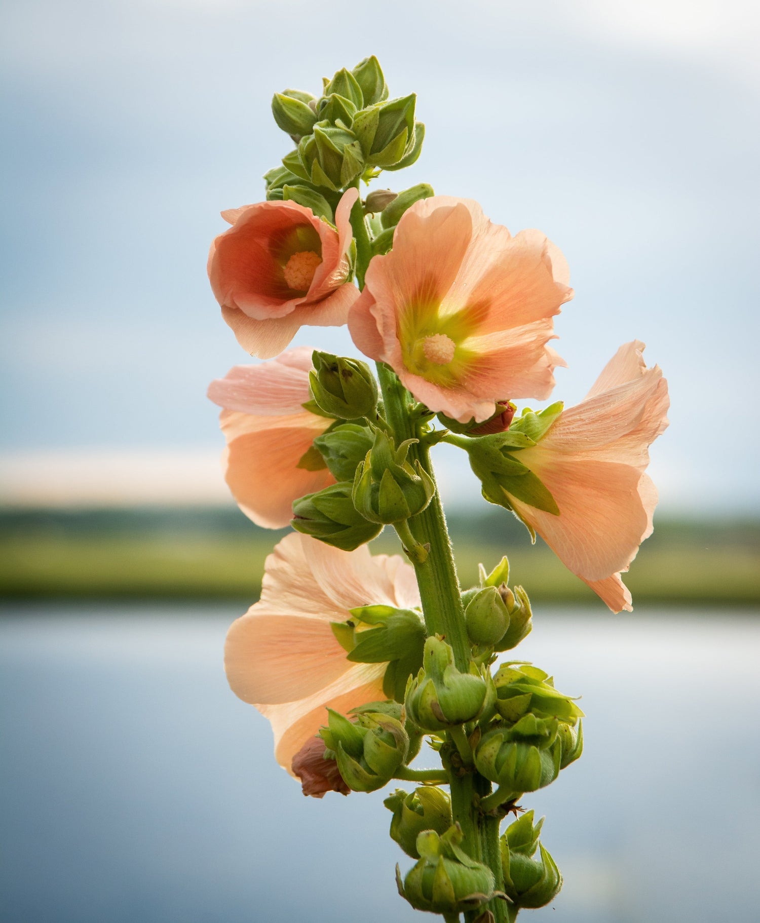25 semillas de flores de malvarrosa Alcea Rosea color durazno y marrón, perenne