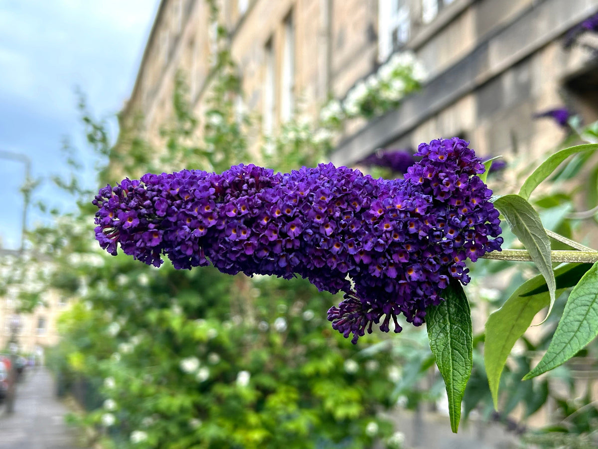 50 semillas de arbusto de mariposa morado oscuro Buddleja Davidii, arbusto de colibrí con flores fragantes