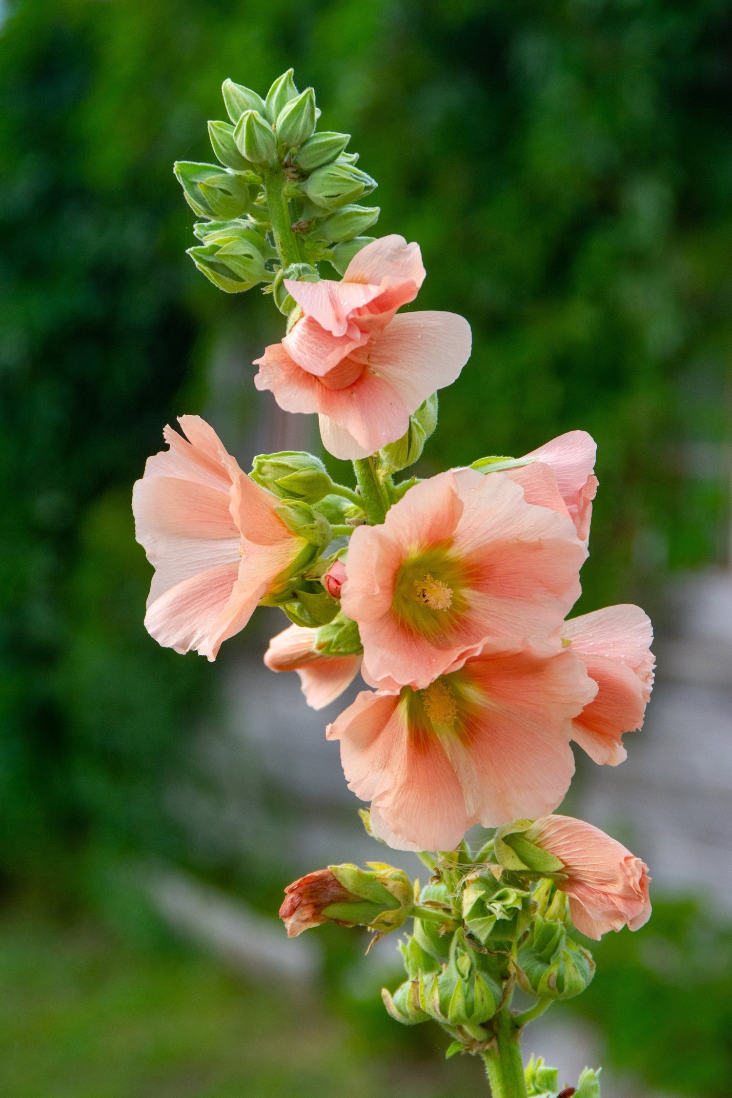 25 semillas de flores de malvarrosa Alcea Rosea color durazno y marrón, perenne