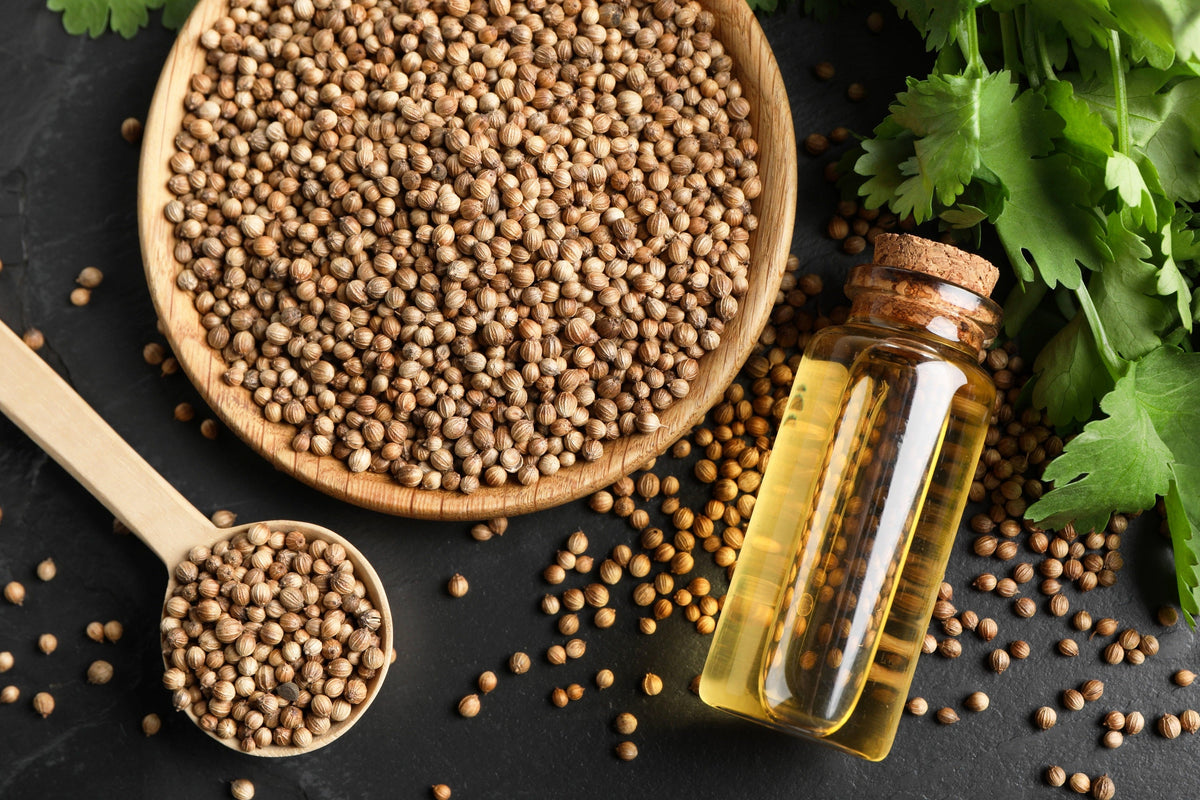 1000 semillas de flores de cilantro / cilantro / perejil chino Coriandrum sativum