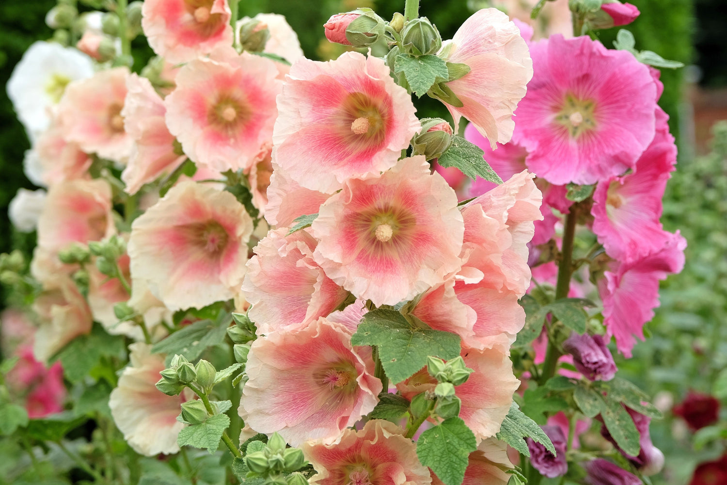 25 semillas de flores de malvarrosa Alcea Rosea perenne