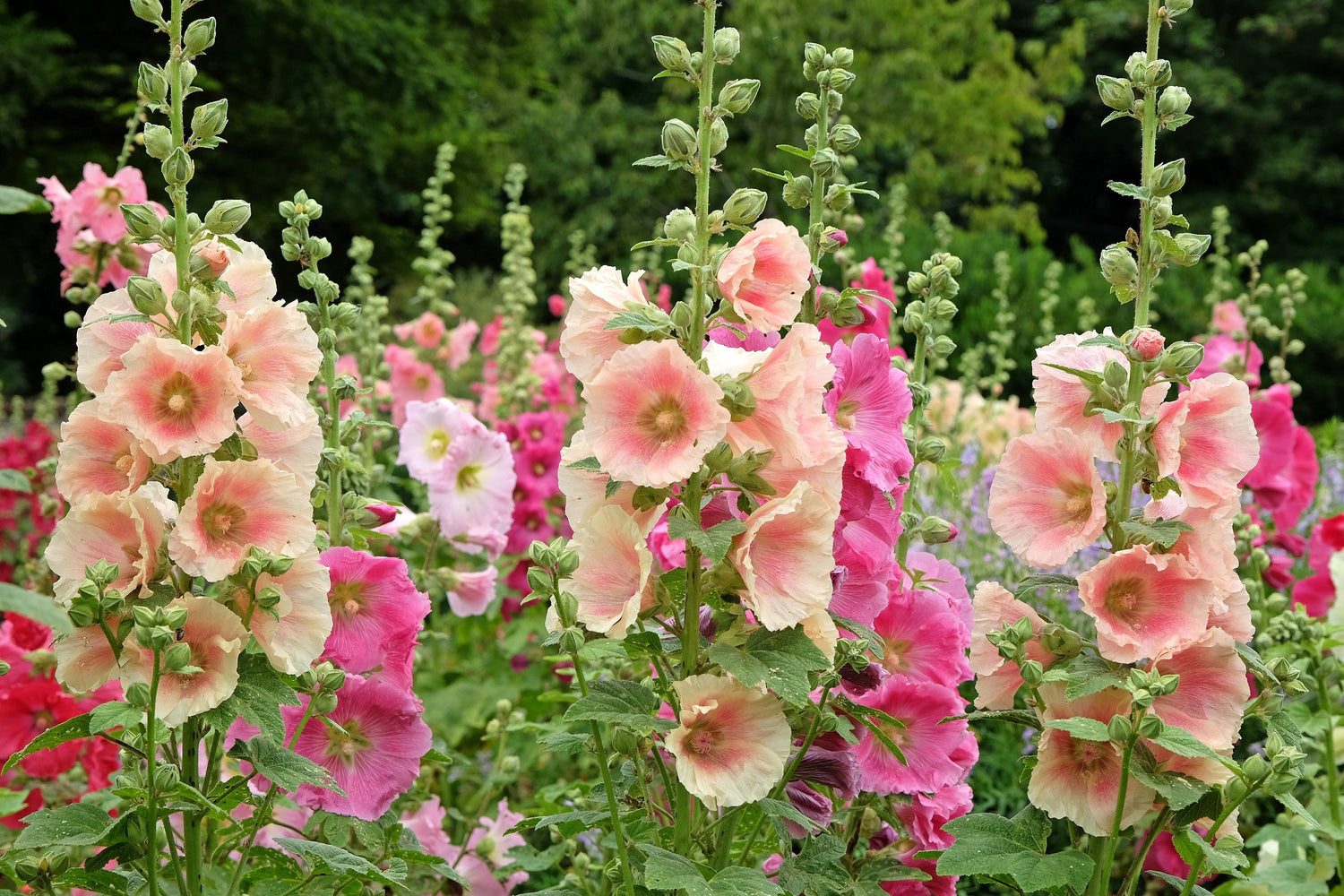 25 semillas de flores de malvarrosa Alcea Rosea perenne