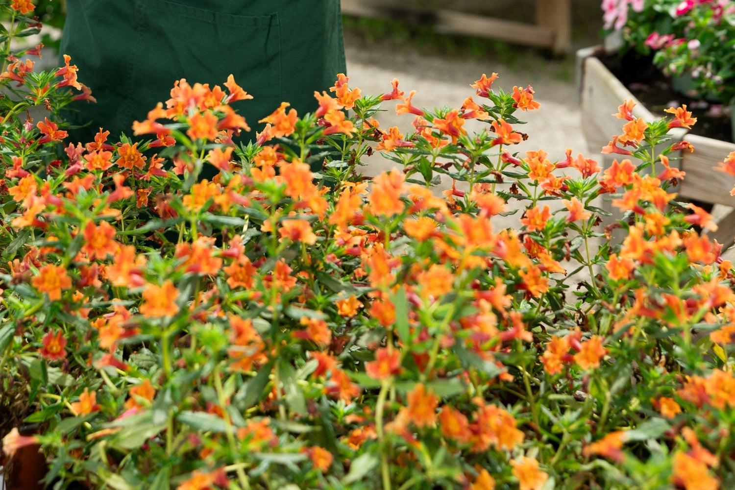 100 semillas de Mimulus FLOR DE MONO NARANJA Brillantina