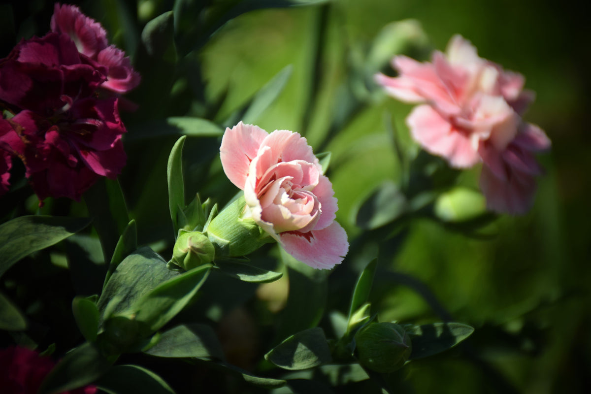 50 semillas de clavel rosa de La France Dianthus Caryophyllus Chabaud