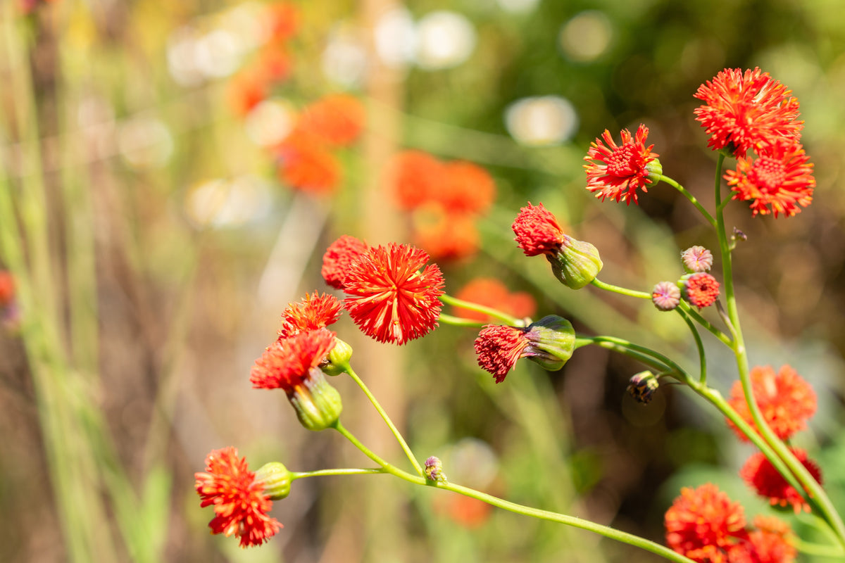 50 semillas de flor de borla de pincel de dama roja Emilia Javanica Coccinea 'Scarlet Magic'