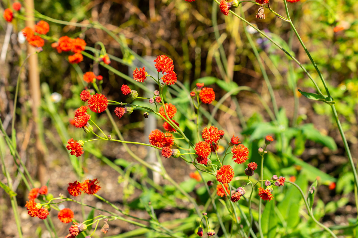 50 semillas de flor de borla de pincel de dama roja Emilia Javanica Coccinea 'Scarlet Magic'