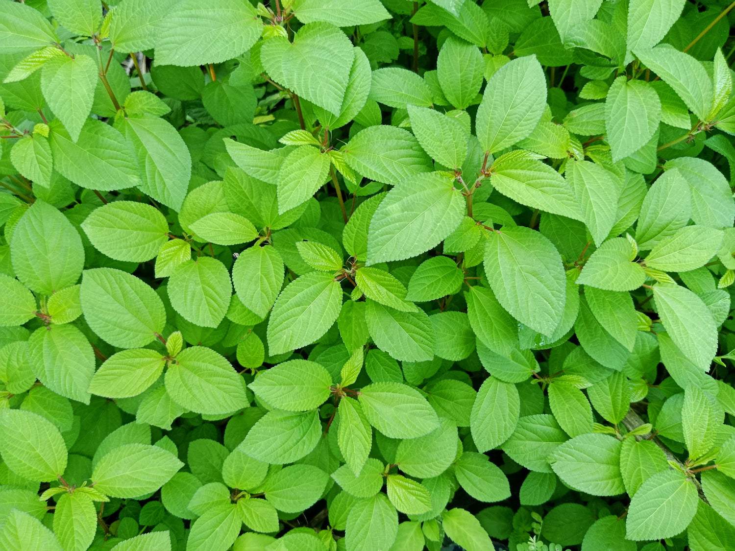 100 semillas de yute Tossa, malva, corchorus olitorius, acedera africana, okra, cordel, vegetales