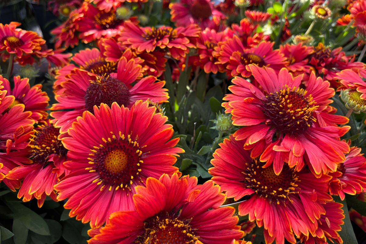 50 semillas de flor de manta india roja GAILLARDIA BORGOÑA