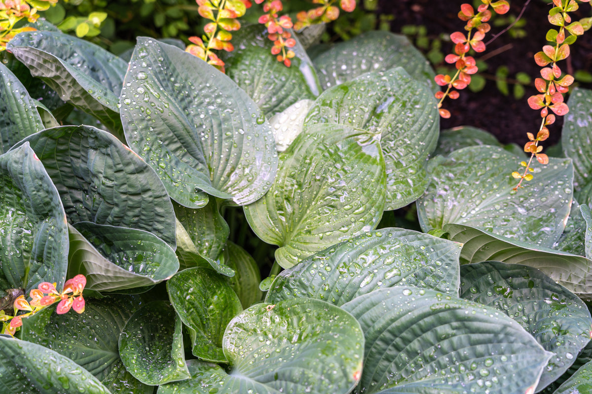 10 semillas de flores HOSTA ELEGANS Shade Lover