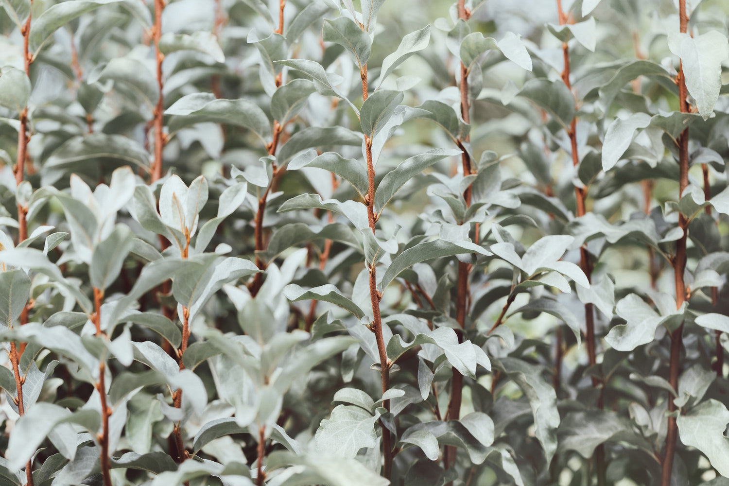 10 AMERICAN SILVERBERRY Elaeagnus Commutata aka Wolf Willow Wolfberry Wild Olive Berry Fruit Shrub Seeds