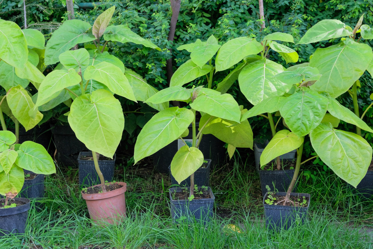 50 semillas de CATALPA Speciosa del Norte (también conocida como Catalpa Occidental o Catawba / Cigarro Indio / Cebo de Pescado) en flor