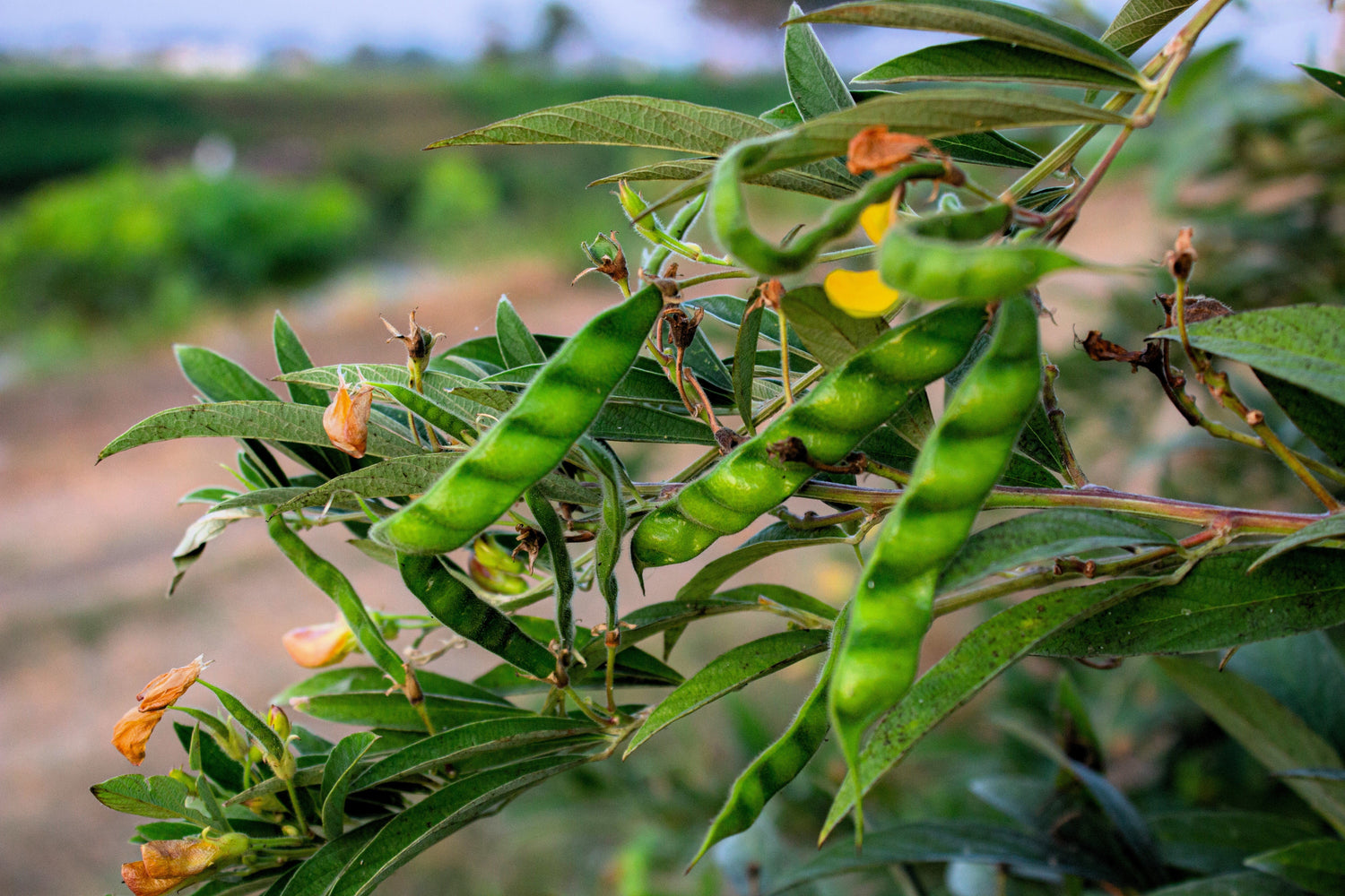30 PALOMA PEA Dhal Gungo Puerto Rico Frijol Cajanus Cajan Semillas Vegetales