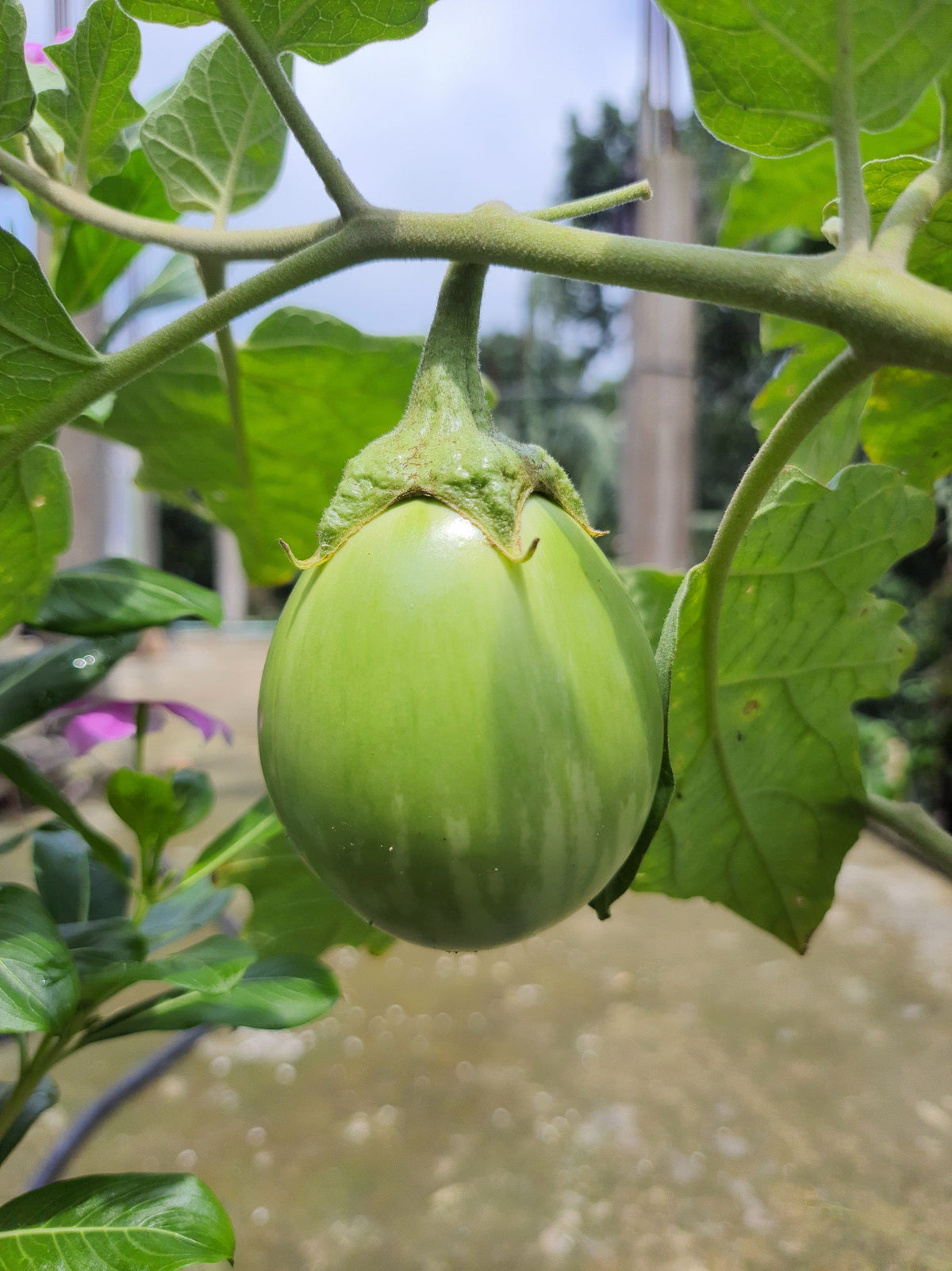 50 semillas de berenjena verde AO DAIMARU Solanum melongena berenjena asiática japonesa
