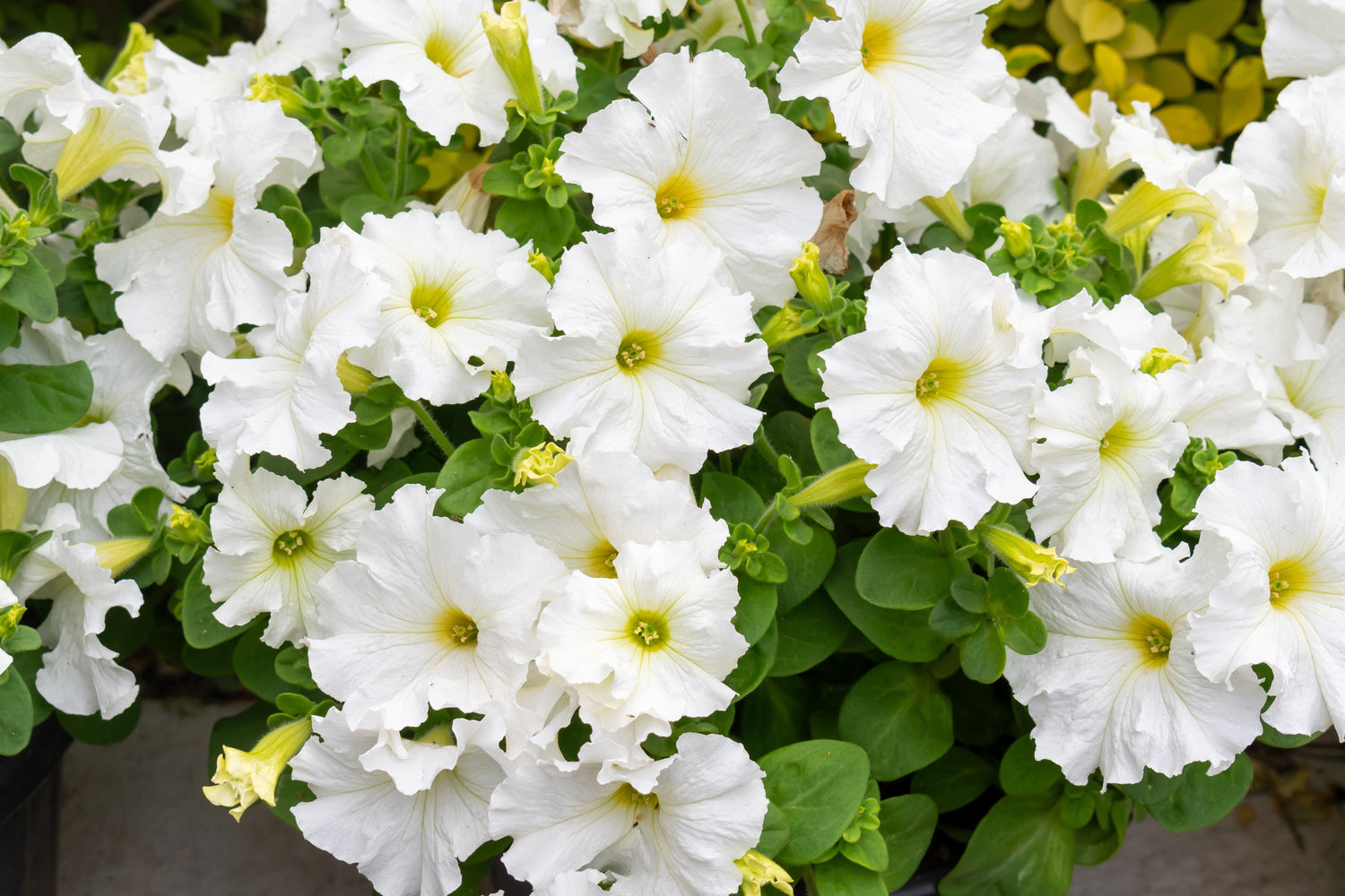 25 semillas de flores de PETUNIA GRANDIFLORA BLANCA