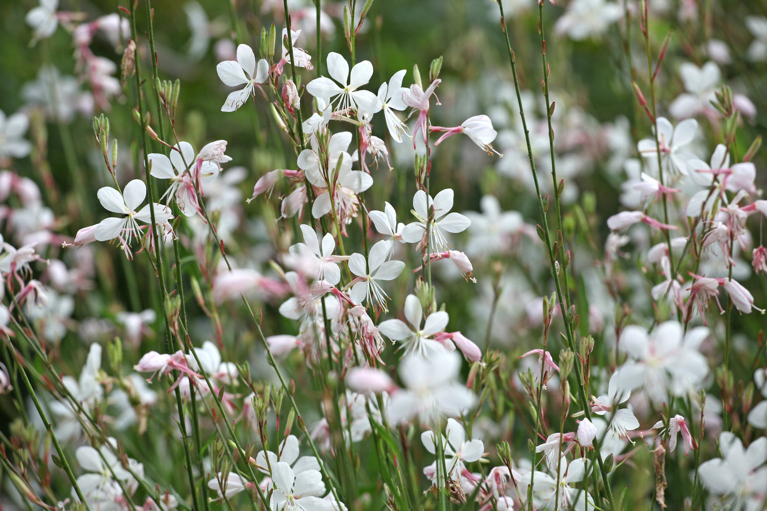 100 semillas de flores de Gaura Lindheimeri (mariposas giratorias de Gaura) blancas