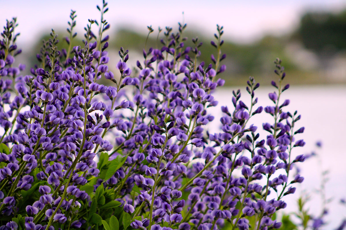50 Semillas de flores BLUE WILD INDIGO (False Indigo) Baptisia Australis