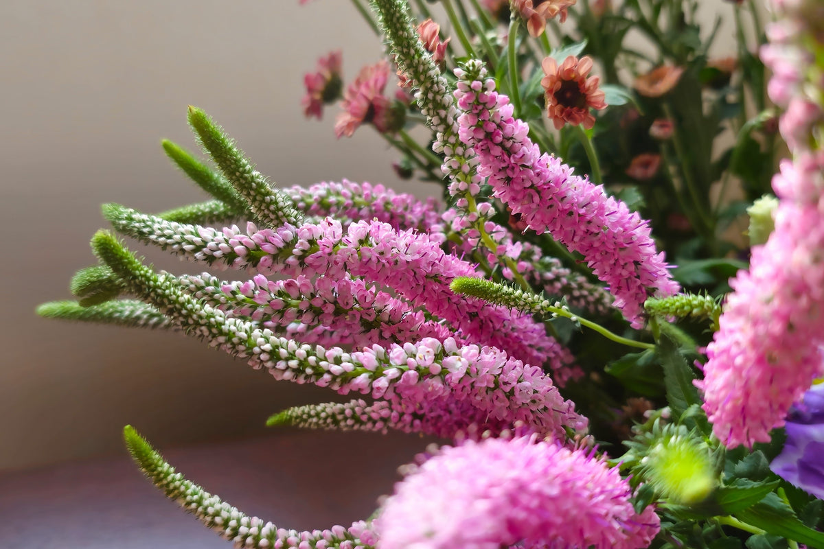 50 Pink VERONICA Longifolia / SPIKE SPEEDWELL Flower Seeds