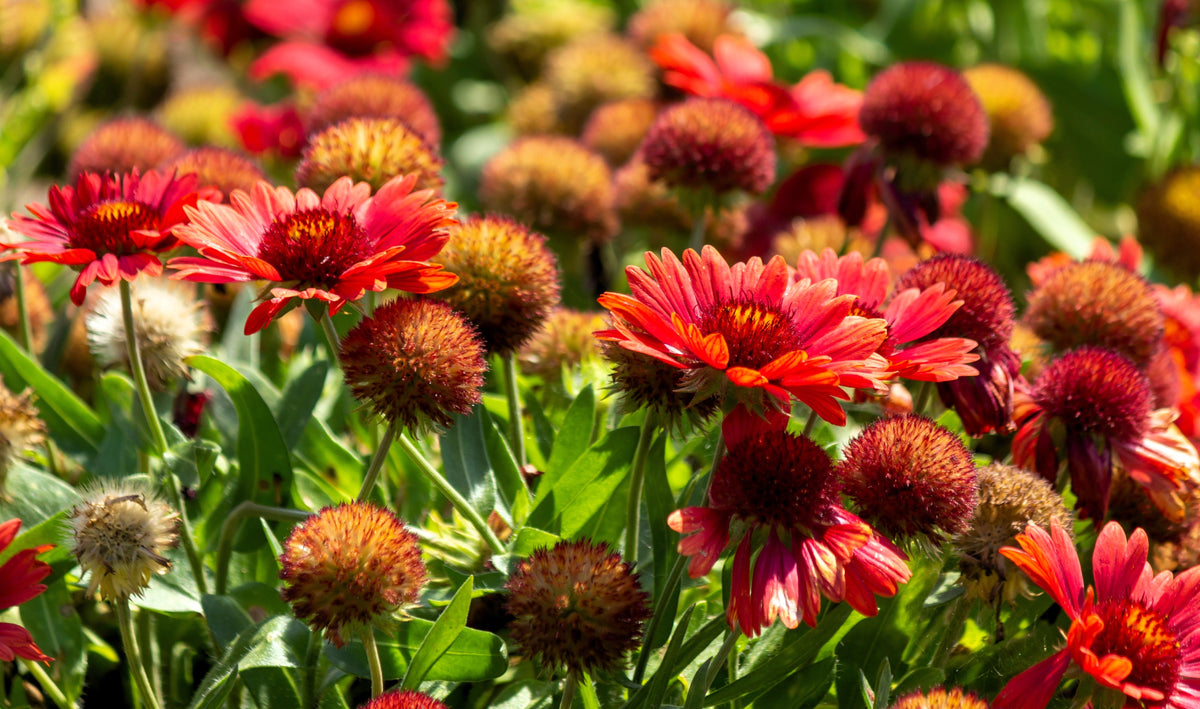 50 semillas de flor de manta india roja GAILLARDIA BORGOÑA