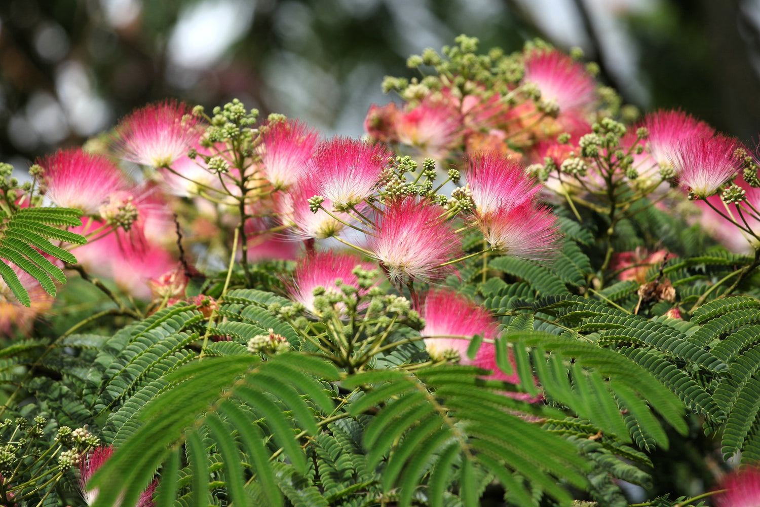 25 semillas de MIMOSA / ÁRBOL DE SEDA PERSA Albizia Julibrissin