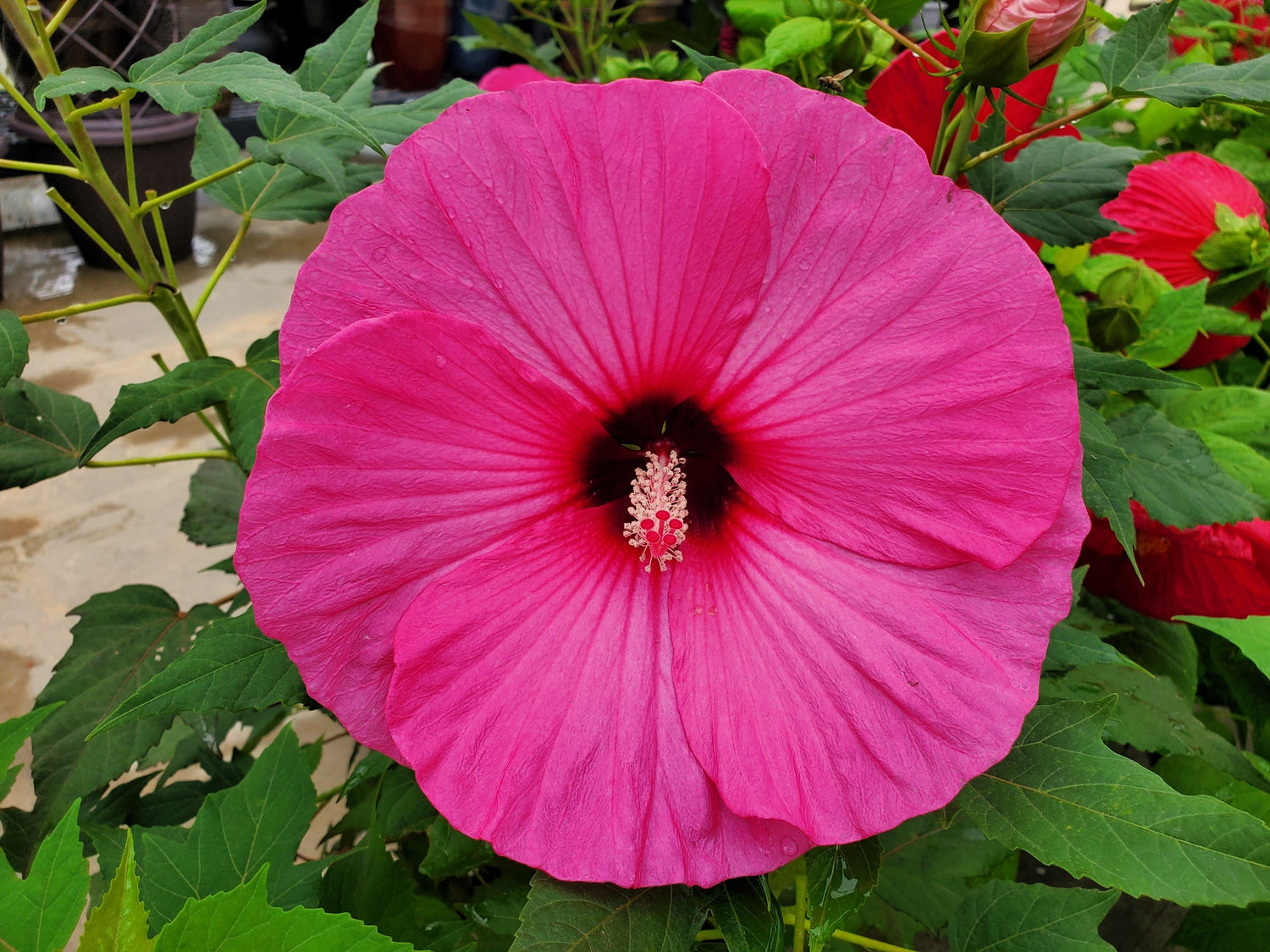 25 semillas de flores de Hibiscus Moscheutos de color rosa intenso y resistente de Grenache Vintage