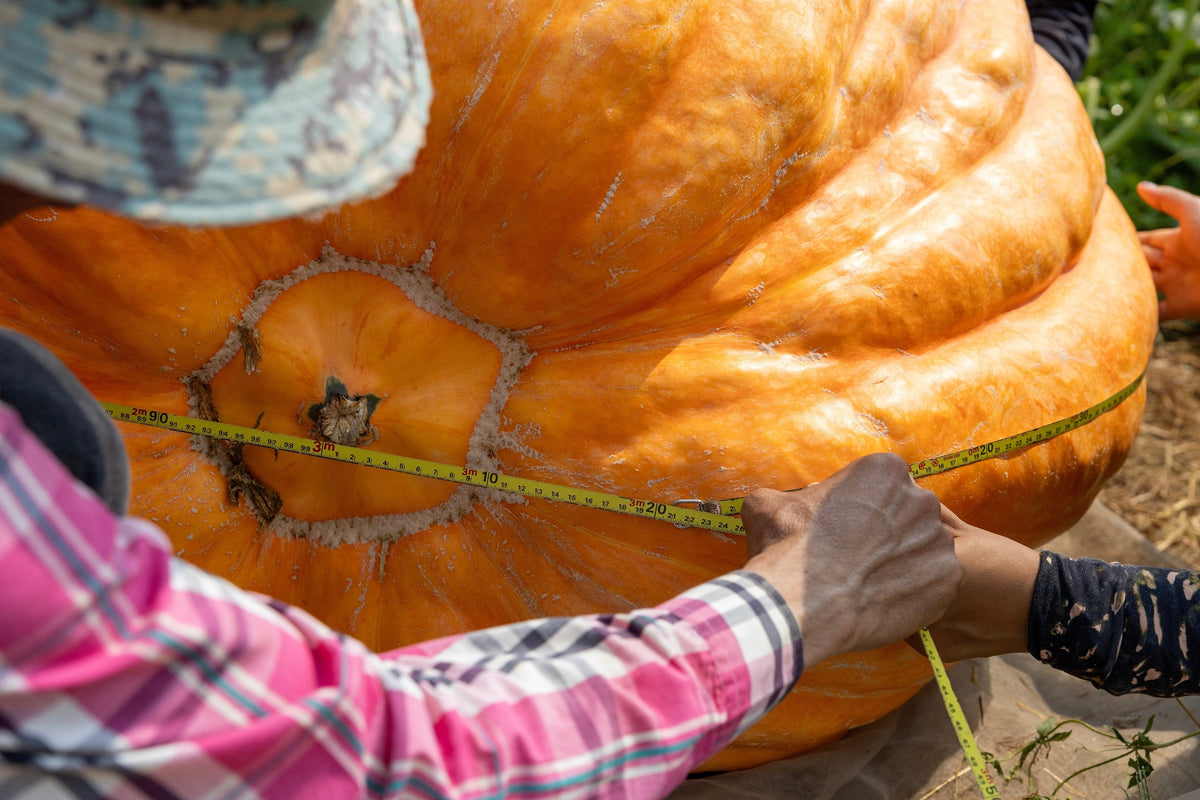 10 Dill's ATLANTIC GIANT PUMPMKIN Up to 2000 lb Cucurbita Vegetable Seeds