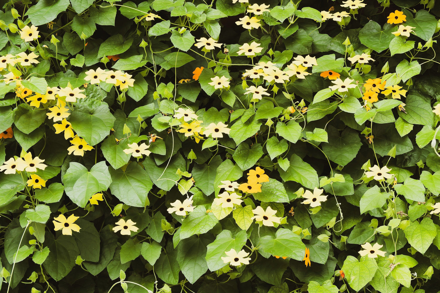25 semillas mixtas de Thunbergia Alata Vine Black Eyed Susan naranja blanco amarillo flores