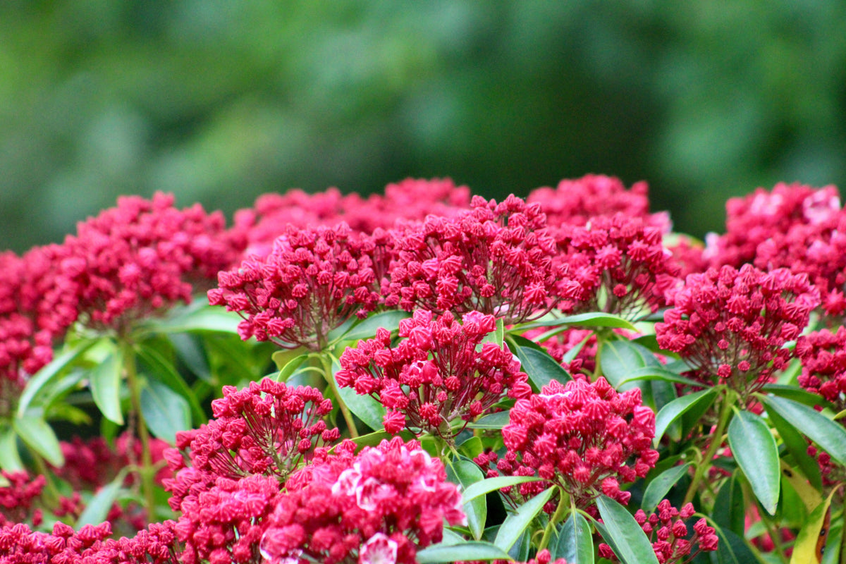 50 semillas de arbusto de laurel de montaña, Kalmia latifolia, blanco, rosa y rojo