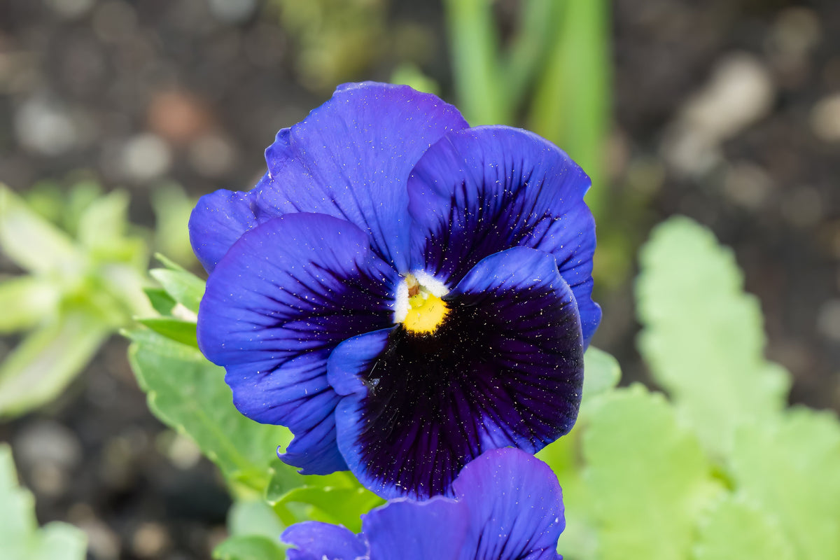 50 semillas de flores de pensamiento de mancha azul intenso, viola gigante suiza, wittrockiana, Ullswater