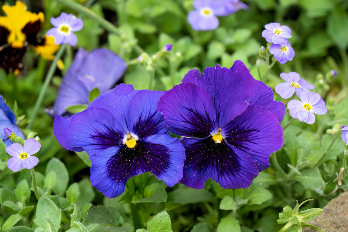50 semillas de flores de pensamiento de mancha azul intenso, viola gigante suiza, wittrockiana, Ullswater