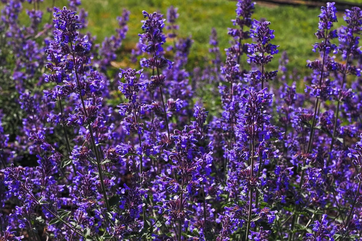 50 semillas de flores de hierba gatera azul Nepeta Mussinii