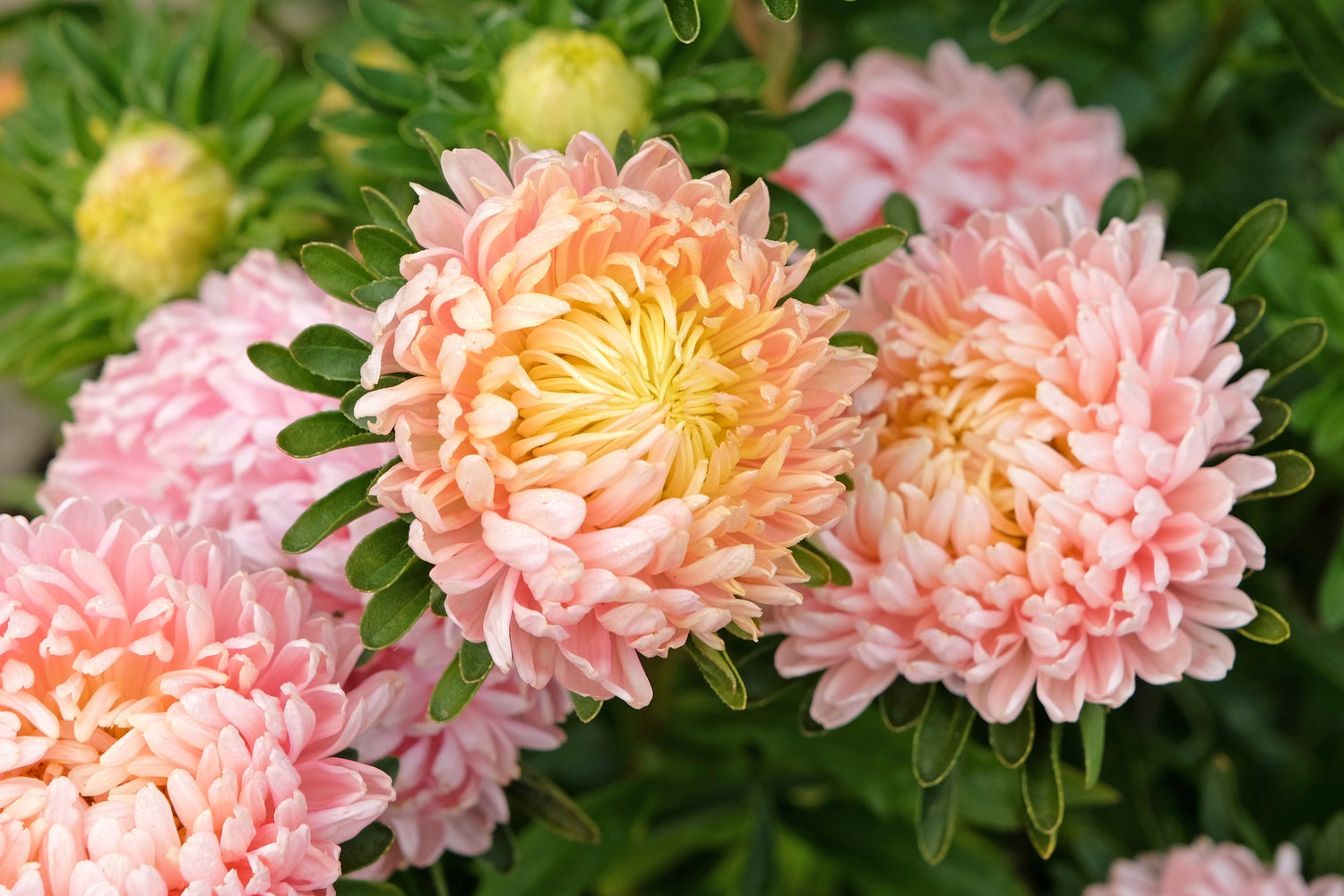 30 semillas de peonía de albaricoque, aster, peonía francesa, callistephus, flores dobles.