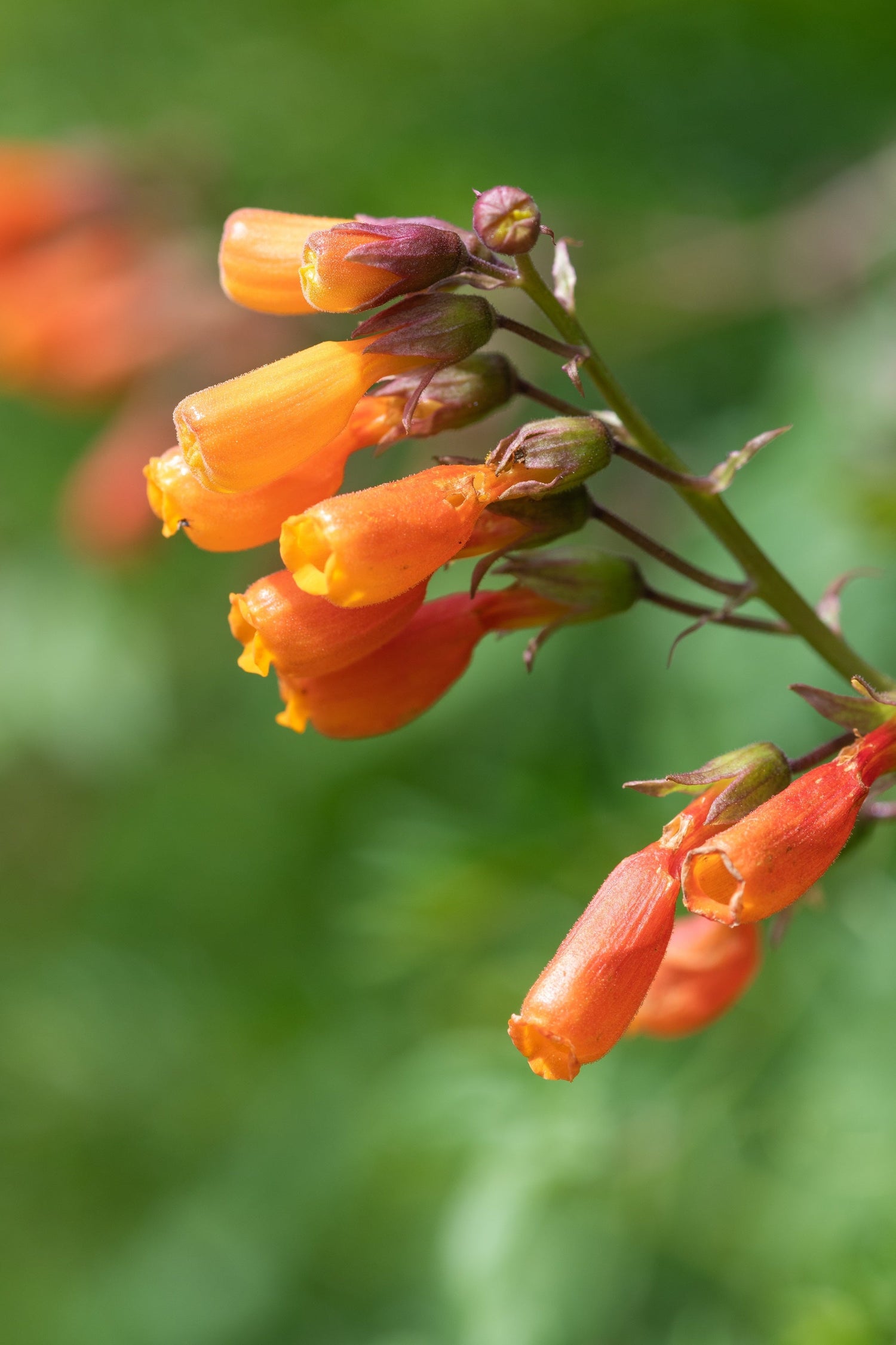 40 semillas de flores de Eccremocarpus scaber de la vid de gloria chilena