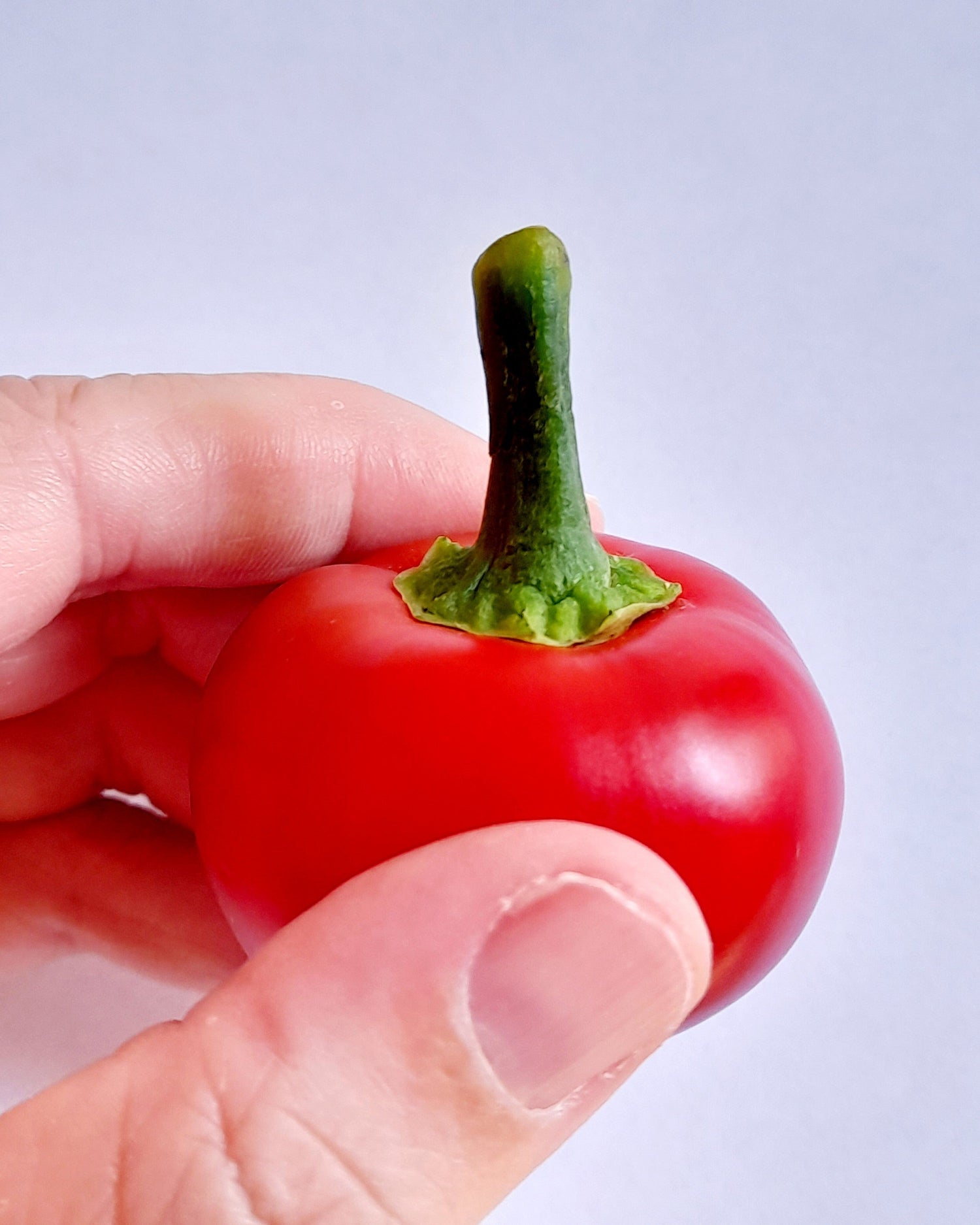 100 semillas de pimiento rojo cereza dulce, pimiento rojo Capsicum annuum