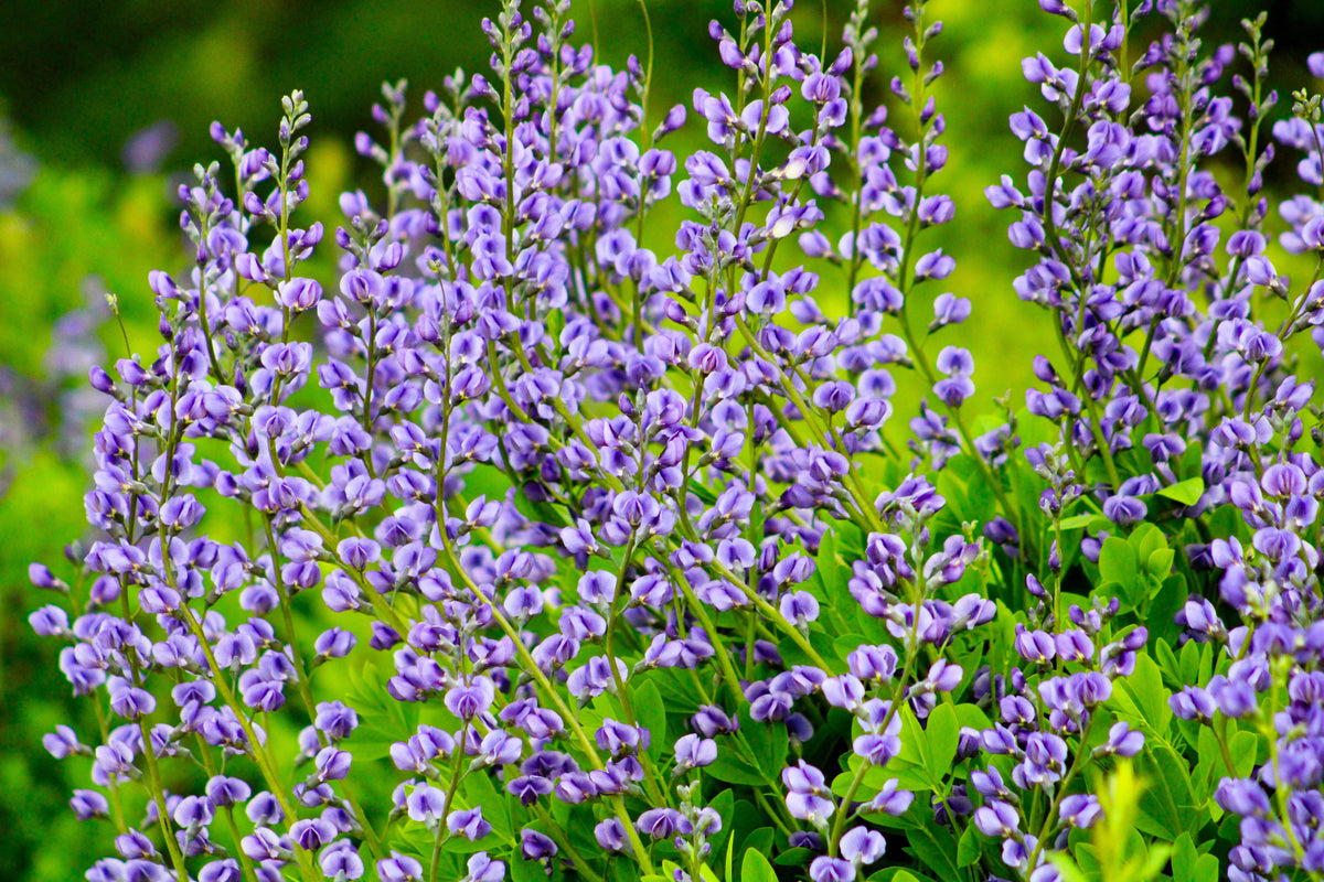 50 Semillas de flores BLUE WILD INDIGO (False Indigo) Baptisia Australis