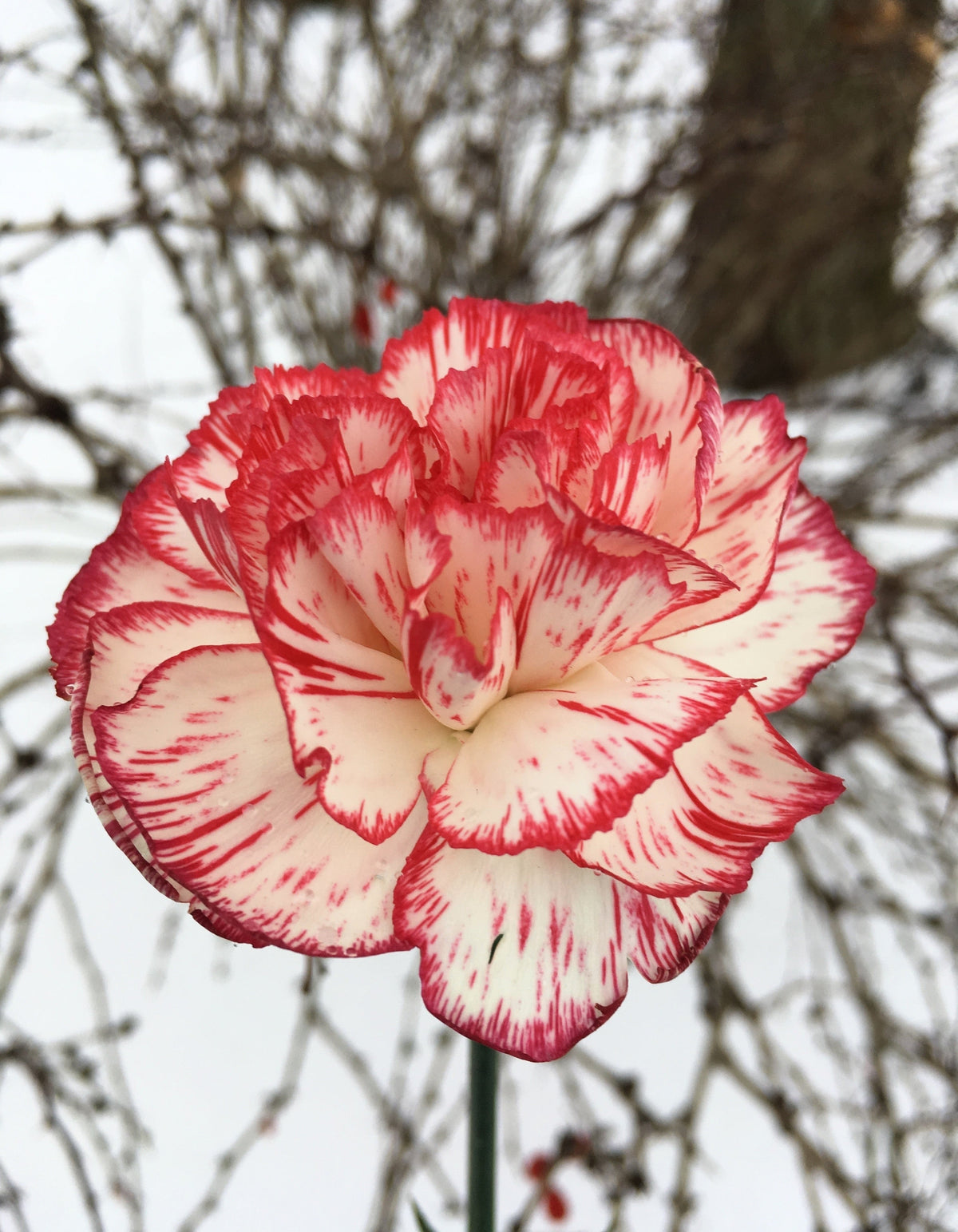 50 semillas de clavel rojo y blanco Avranchin Dianthus caryophyllus Chabaud