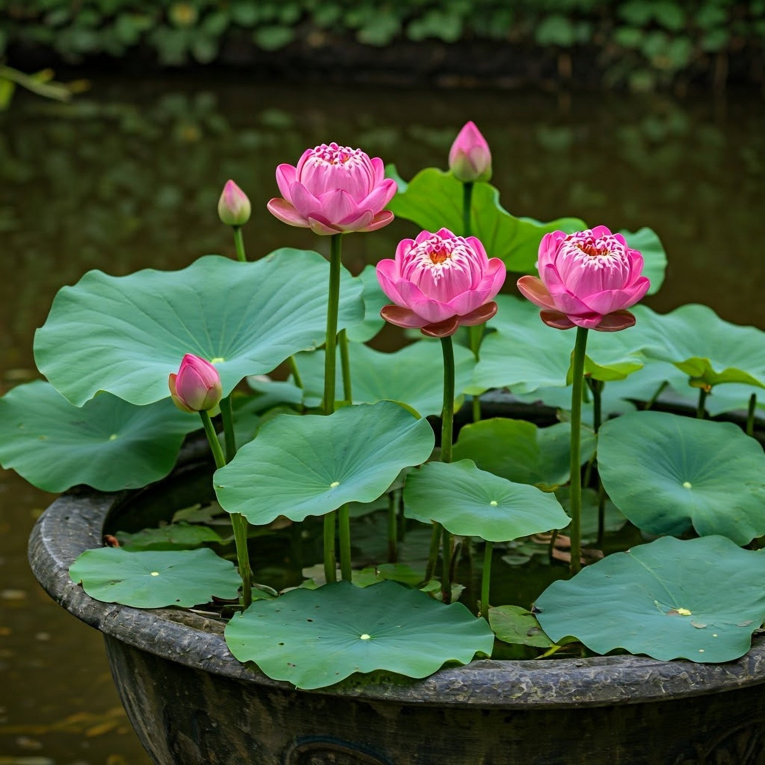 5 BOWL LOTUS Semillas de flores acuáticas Nelumbo Nucifera enanas de colores mixtos