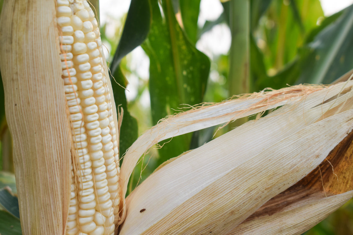 100 Country GENTLEMAN WHITE CORN Sweet Heirloom Zea Mays Semillas de hortalizas