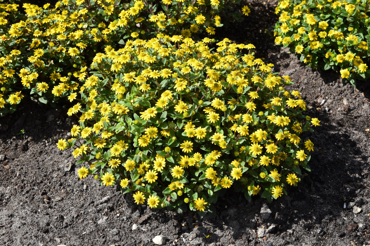 150 semillas de ZINNIA RASTRERA AMARILLA Sanvitalia Procumbens
