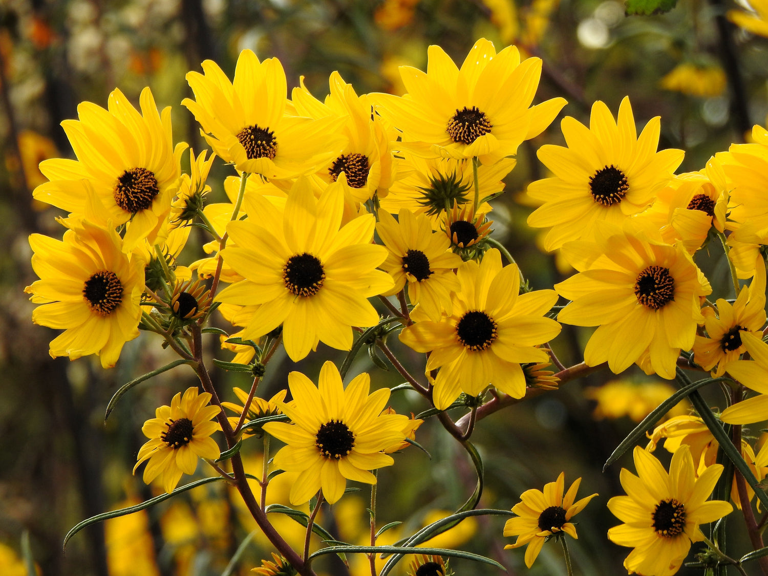 100 semillas de flores de girasol de pantano (girasol de hoja estrecha) Helianthus angustifolius