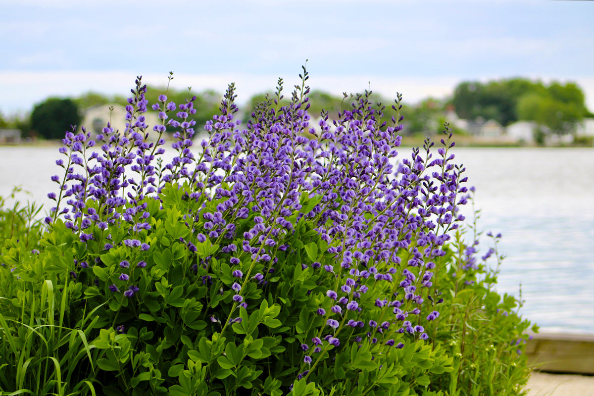 50 Semillas de flores BLUE WILD INDIGO (False Indigo) Baptisia Australis
