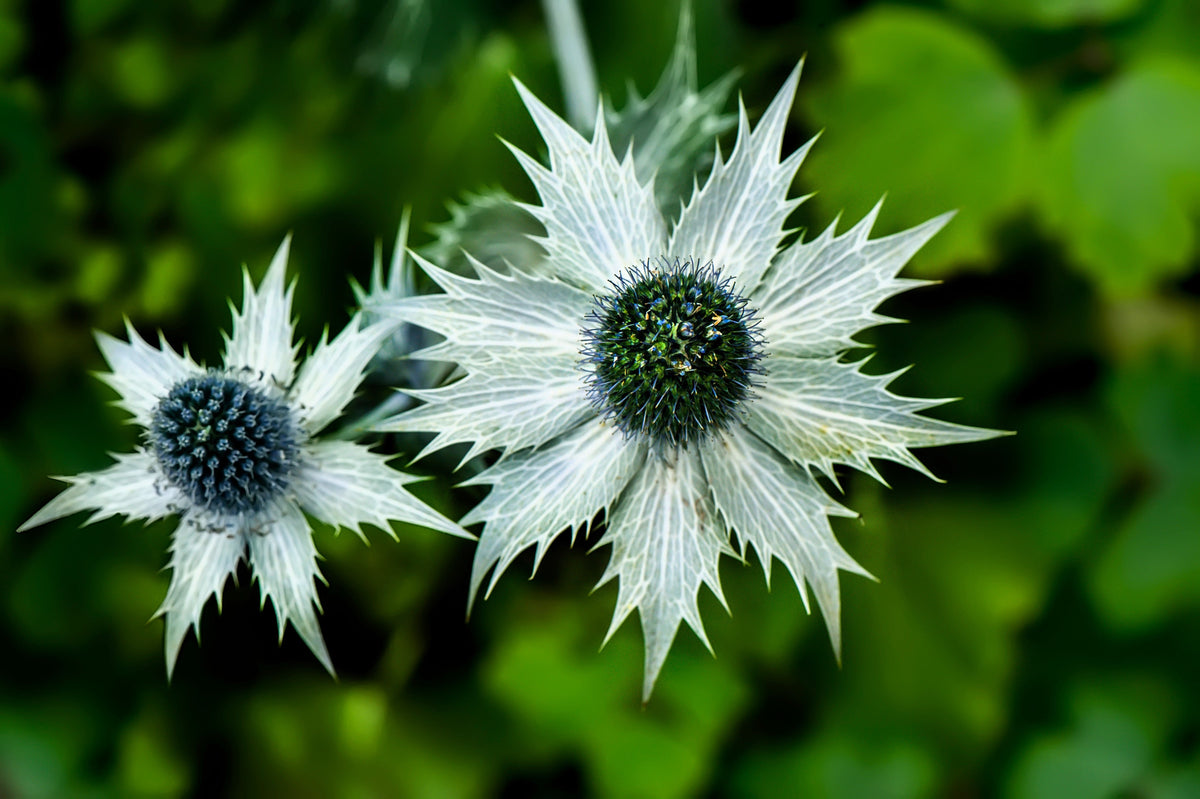 10 Giant SILVER SEA HOLLY Eryngium Giganteum Miss Willmott's Ghost Flower Seeds