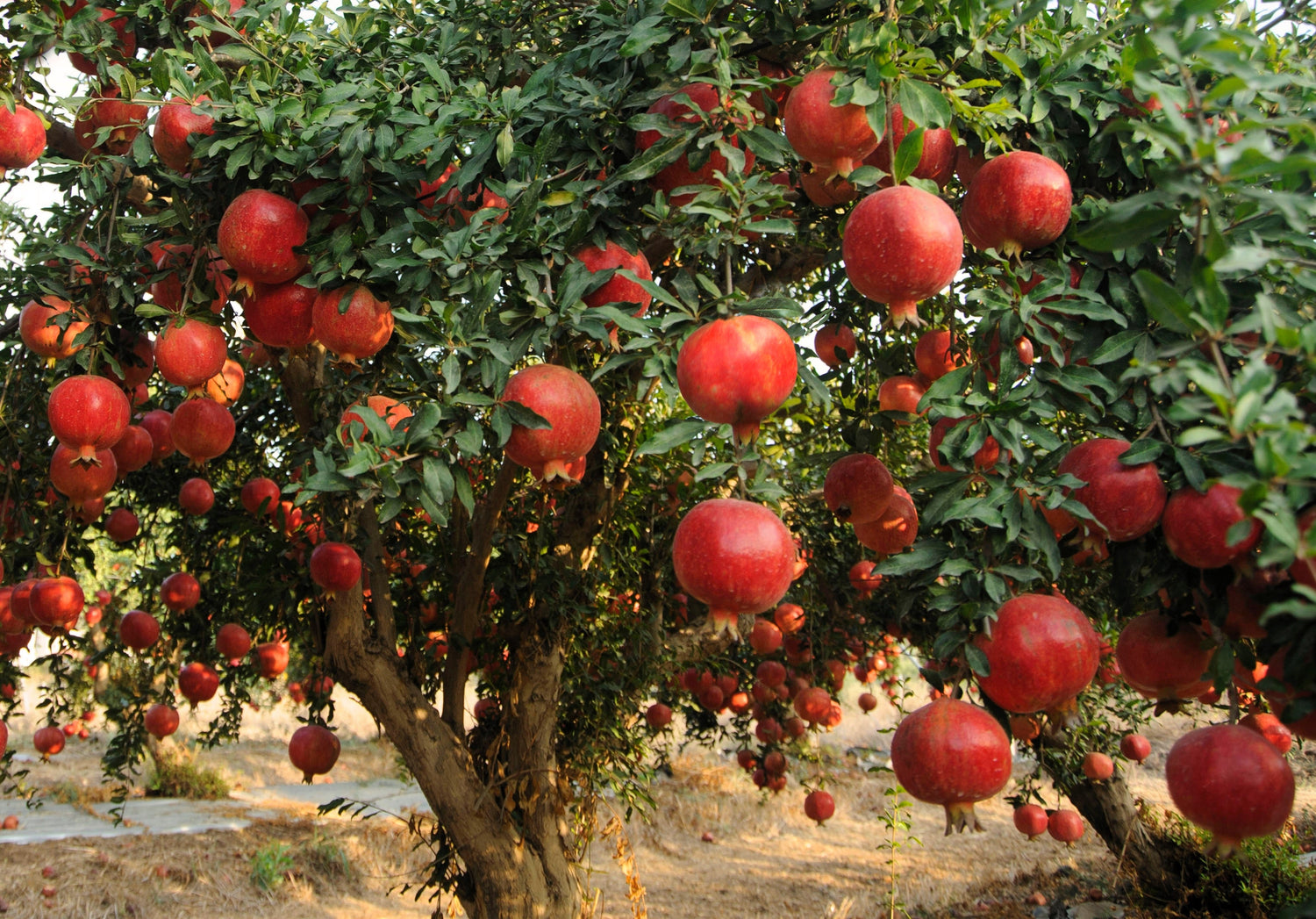 25 semillas de granado Punica granatum frutos rojos