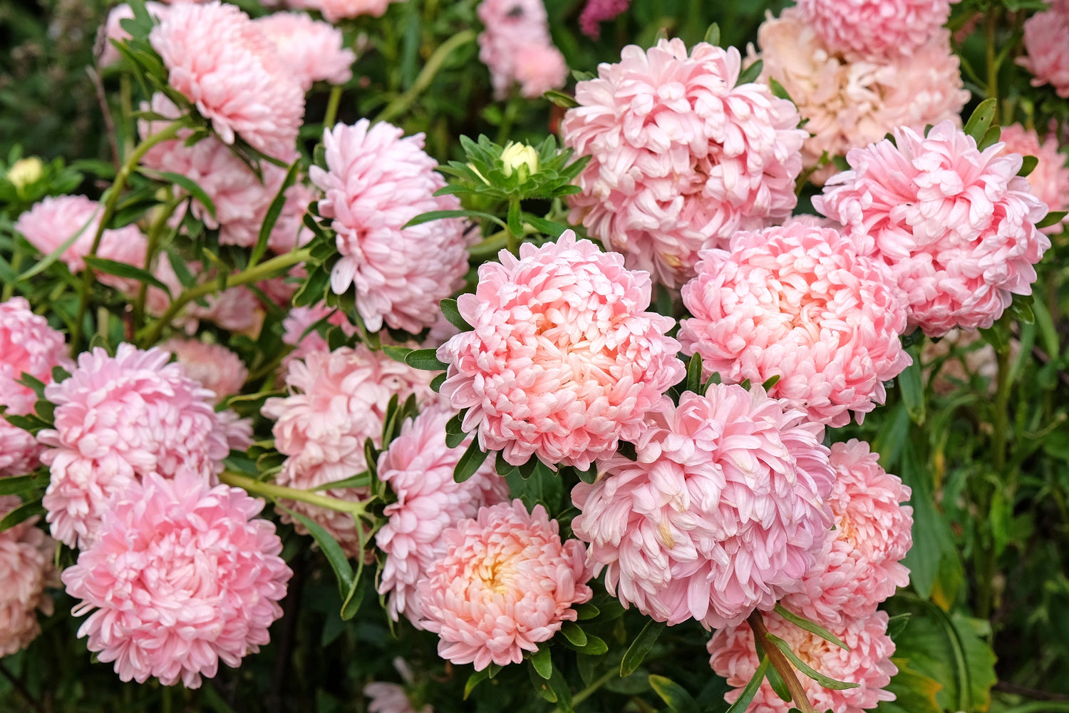 30 semillas de peonía de albaricoque, aster, peonía francesa, callistephus, flores dobles.