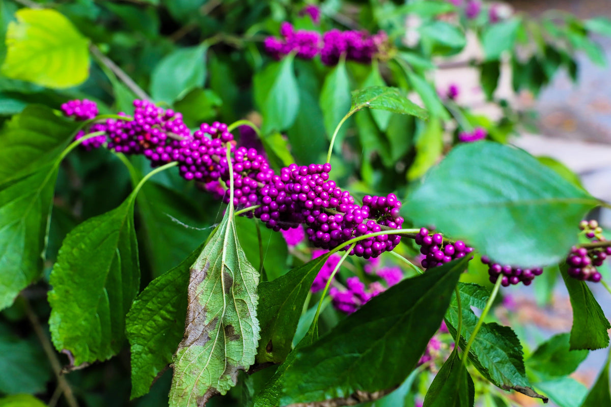 40 American PURPLE BEAUTYBERRY Shrub Flower Callicarpa Americana Seeds