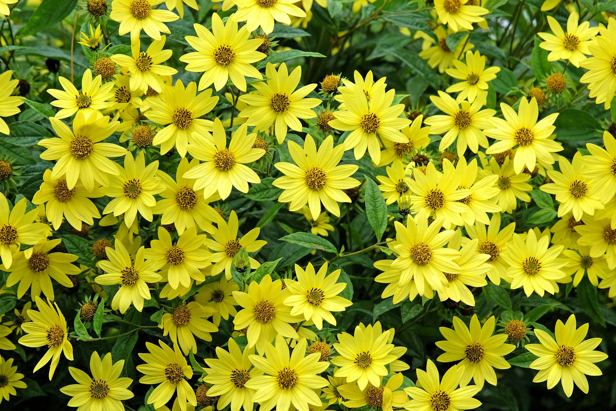 50 semillas de girasol perenne Helianthus amarillo reina limón