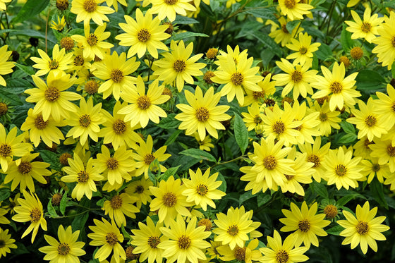 50 semillas de girasol perenne Helianthus amarillo reina limón