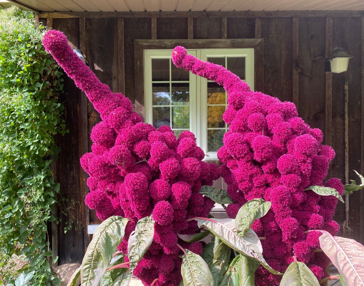 100 semillas orgánicas de Amaranto Cabeza de Elefante, Amaranthus Gangeticus, color rojo burdeos