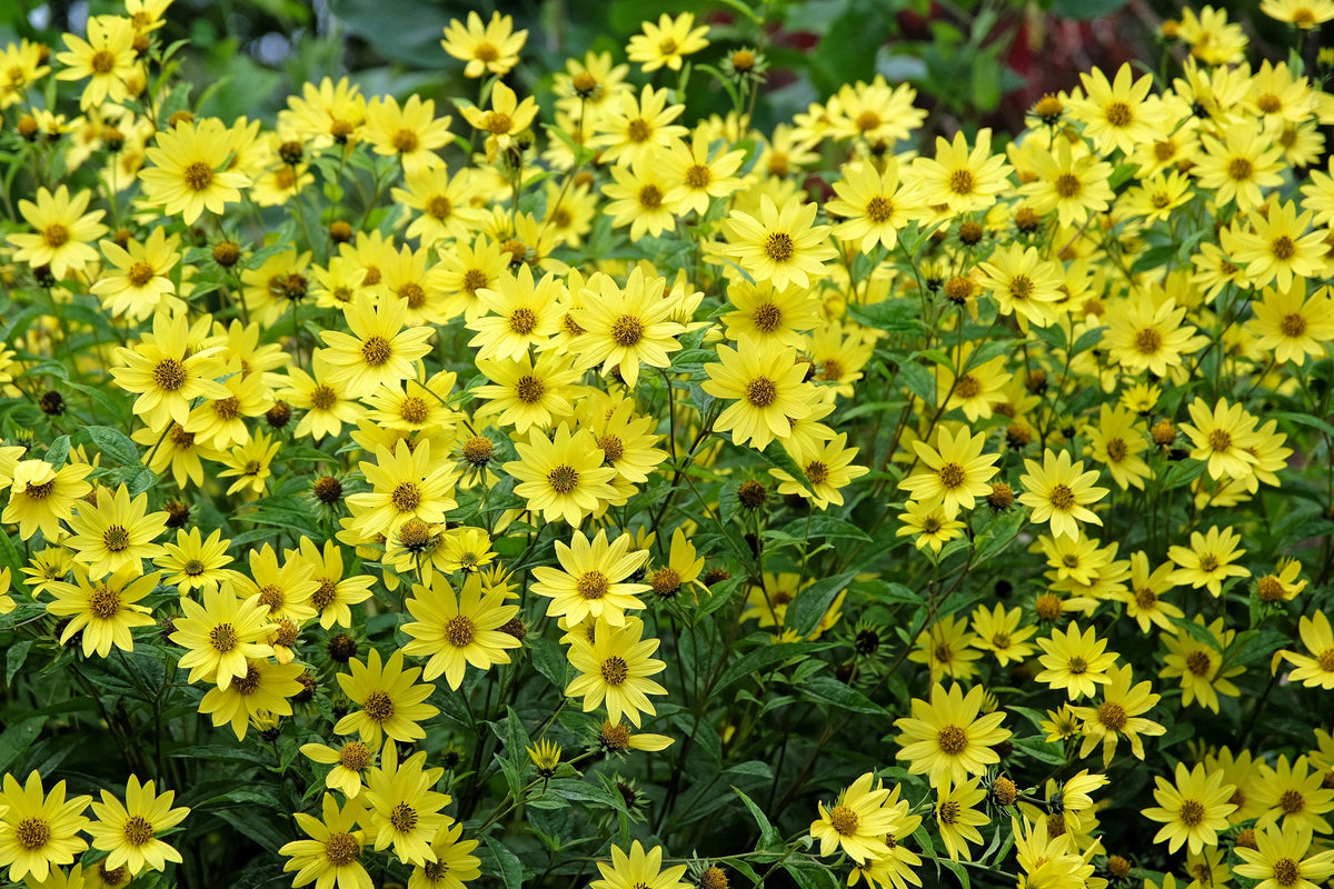 50 semillas de girasol perenne Helianthus amarillo reina limón