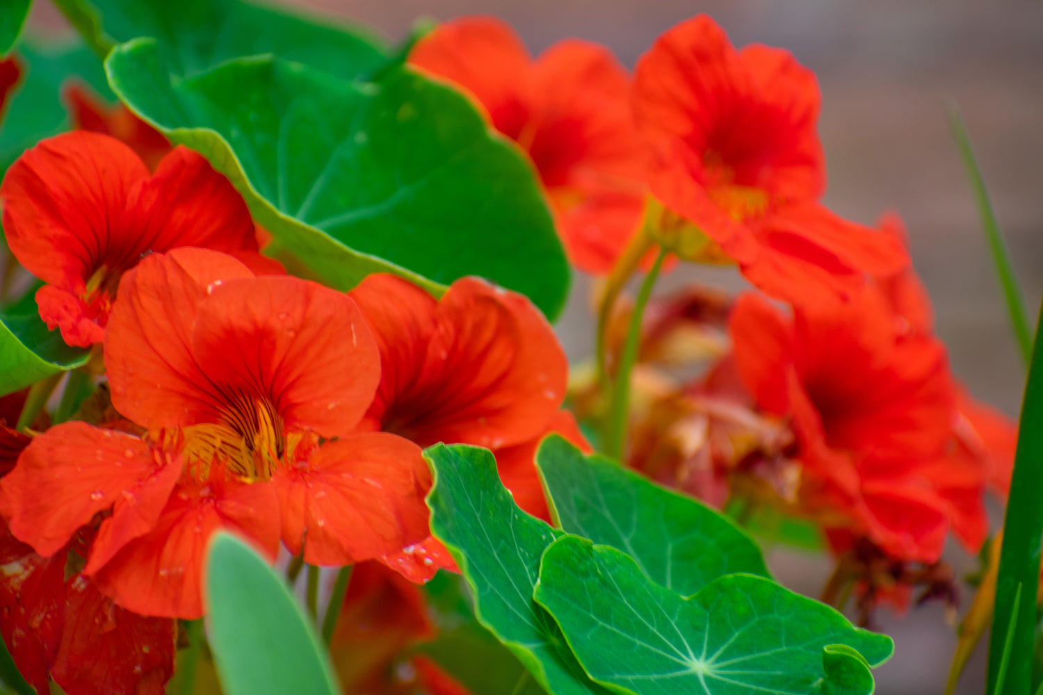 25 semillas de flores de colibrí enanas de capuchina roja (Tropaeolum Nanum)